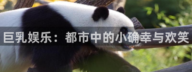 電影泡泡：巨乳娛樂：都市中的小確幸與歡笑